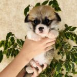 Lays-male-Corgi-puppy-for-sale-1