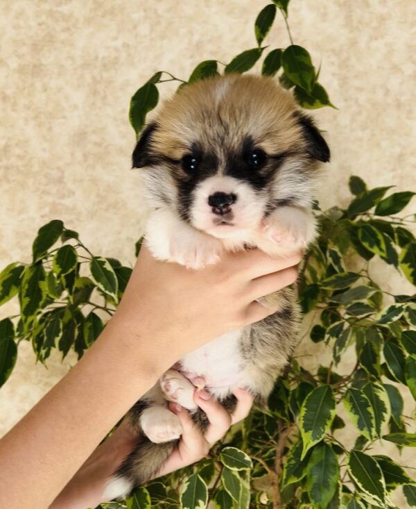 Lays Welsh Corgi
