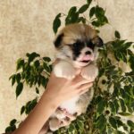 Lays-male-Corgi-puppy-for-sale-2