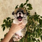 Lana Welsh Corgi