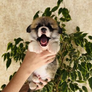Lays Welsh Corgi