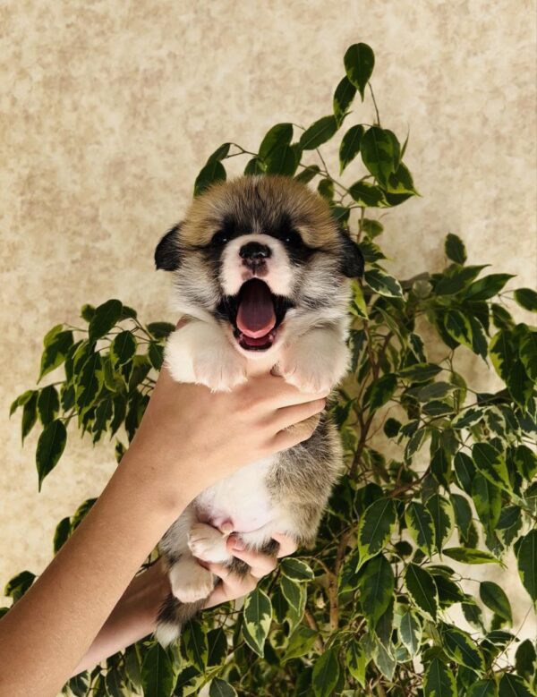 Lays Welsh Corgi