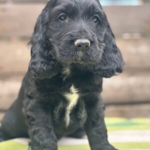 Lays English Cocker Spaniel