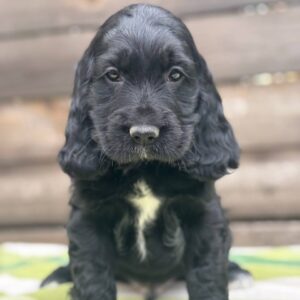 Lays English Cocker Spaniel