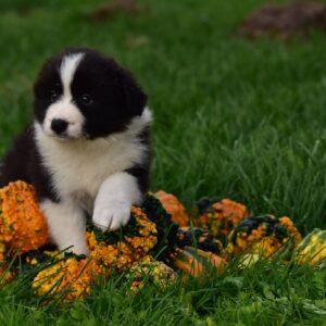 Legend Border Collie