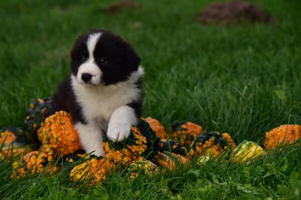 Legend Border Collie