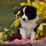 Legend male Border Collie puppy for sale2