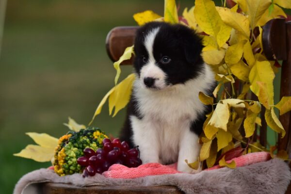Legend Border Collie