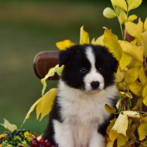 Legend Border Collie