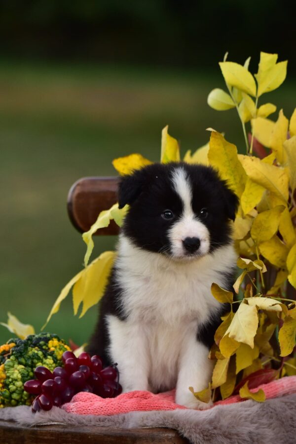 Legend Border Collie