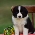 Legend male Border Collie puppy for sale4