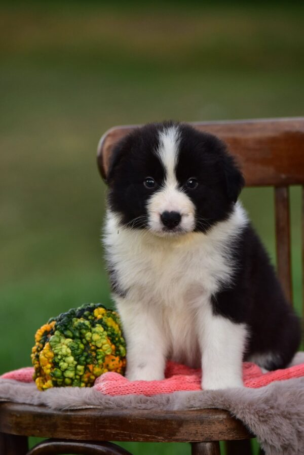 Legend Border Collie