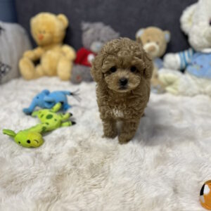 Leon Toy Poodle