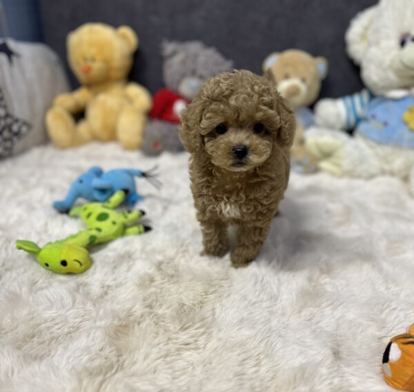 Leon Toy Poodle