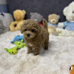 Leon Toy Poodle