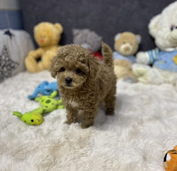 Leon Toy Poodle
