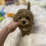 Leon-male-toy-poodleg-puppy-for-sale-1 (3)