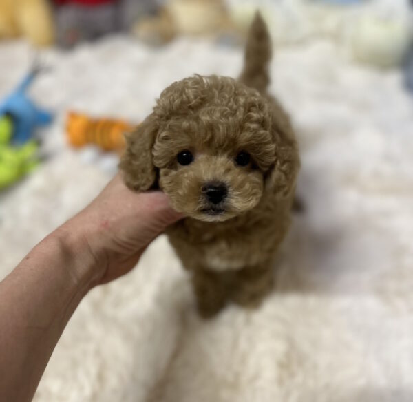 Leon Toy Poodle