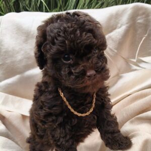 Liasa Toy Poodle