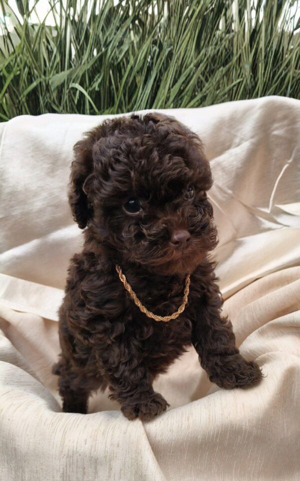 Liasa Toy Poodle