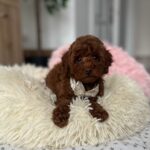 Lili-female-toy-poodle-puppy-for-sale- (1)