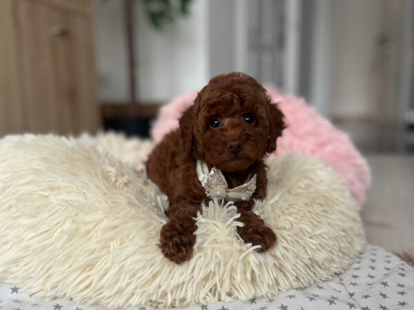 Lili Toy Poodle