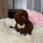 Lili-female-toy-poodle-puppy-for-sale- (2)