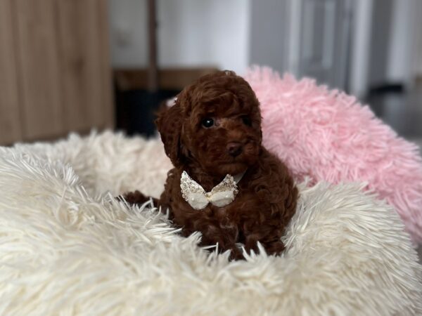 Lili Toy Poodle