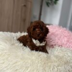 Lili-female-toy-poodle-puppy-for-sale- (3)