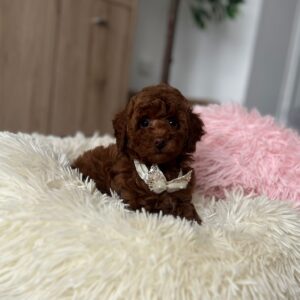 Lili Toy Poodle