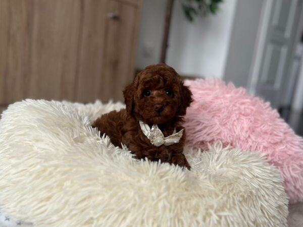 Lili Toy Poodle