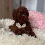 Lili-female-toy-poodle-puppy-for-sale- (4)
