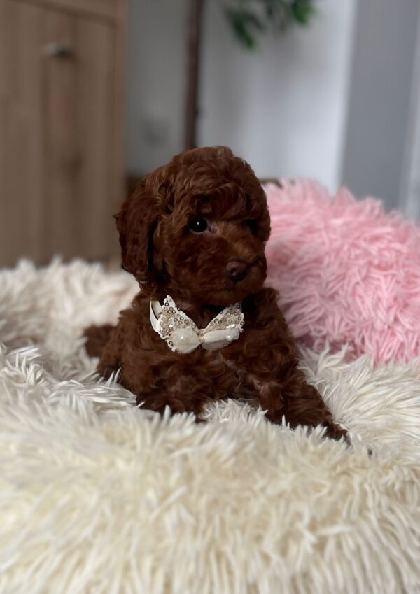 Lili Toy Poodle