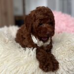 Lili-female-toy-poodle-puppy-for-sale- (5)