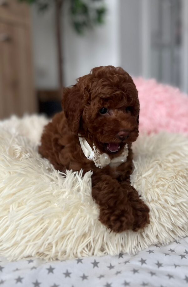 Lili Toy Poodle