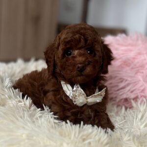 Lili Toy Poodle