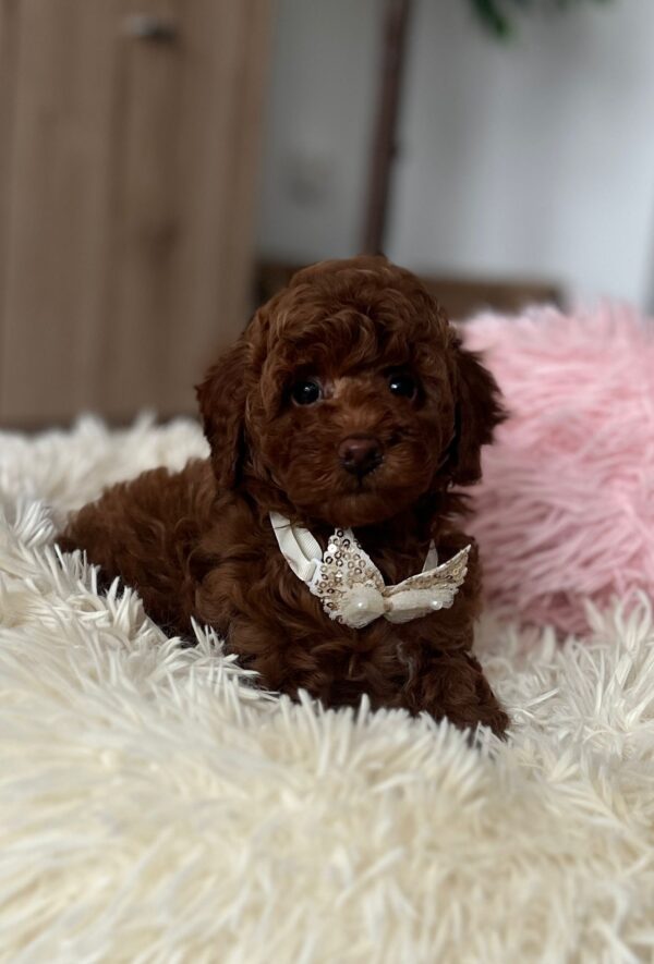 Lili Toy Poodle