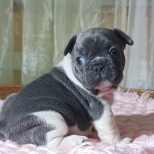 Lillian French Bulldog