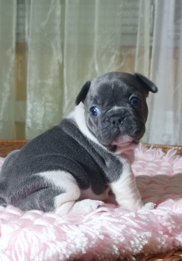 Lillian French Bulldog