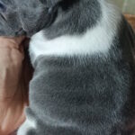 Lillian-female-french-bulldog-puppy-for-sale-1 (2)