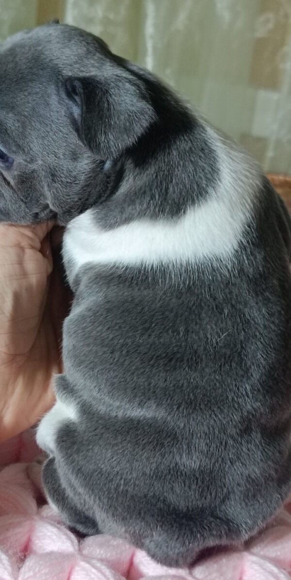 Lillian French Bulldog