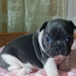 Lillian-female-french-bulldog-puppy-for-sale-1 (3)