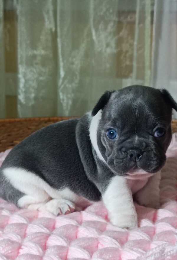 Lillian French Bulldog