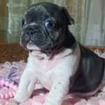 Lillian-female-french-bulldog-puppy-for-sale-1 (4)