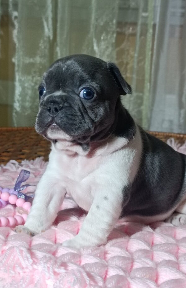 Lillian French Bulldog