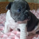 Lillian-female-french-bulldog-puppy-for-sale-1 (5)