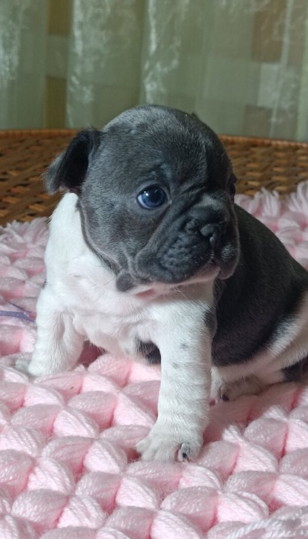 Lillian French Bulldog