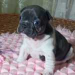Lillian-female-french-bulldog-puppy-for-sale-1 (6)