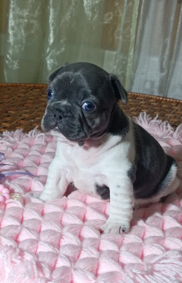 Lillian French Bulldog