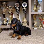 Lina-female-Dachshund-puppy-for-sale-1 (1)